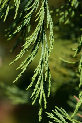Sequoiadendron giganteum 'Pendulum' - sekvojovec obrovský - jehlice